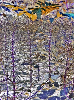 N 080B